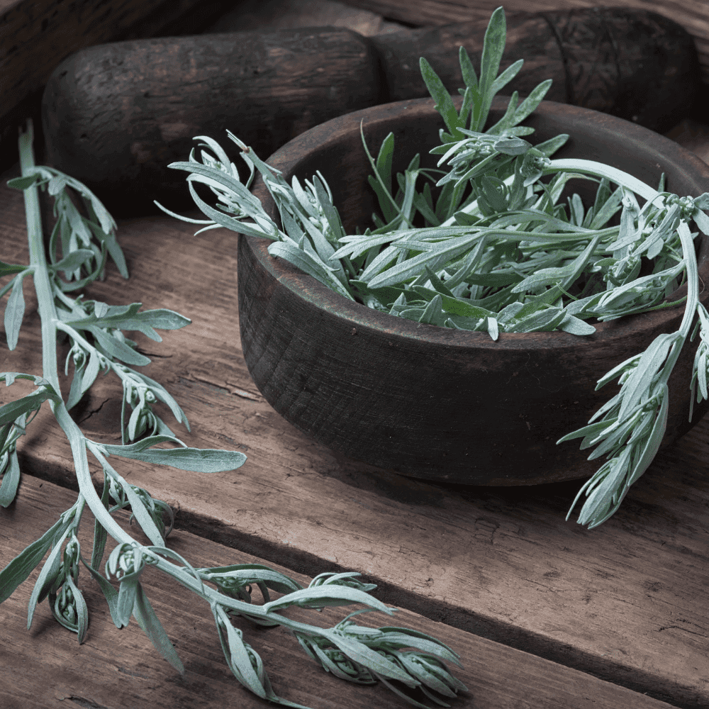 Wormwood for Parasite Cleanse